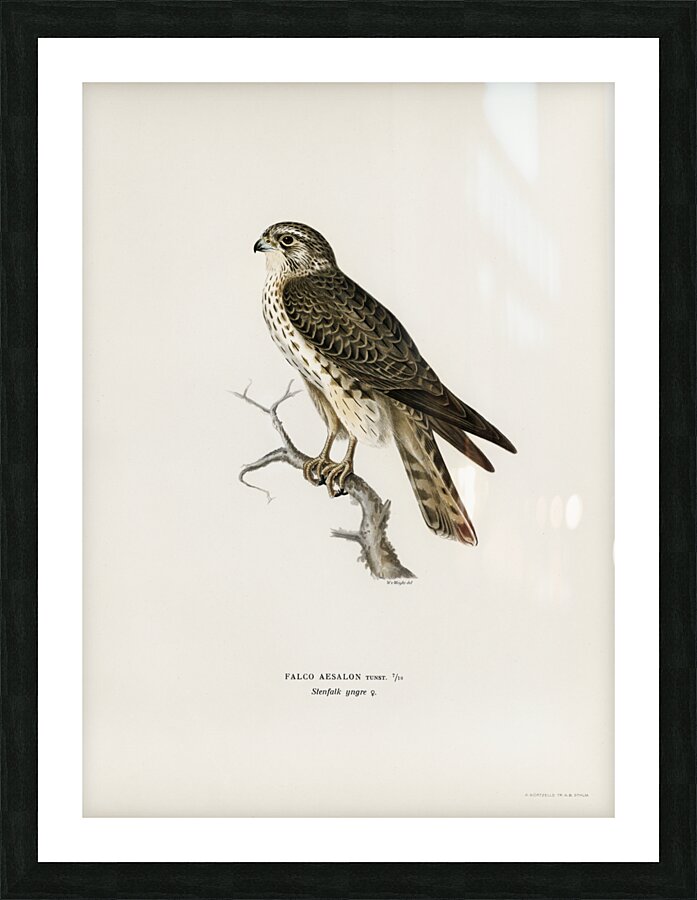 Tawny pipit Anthus campestris Picture Frame print