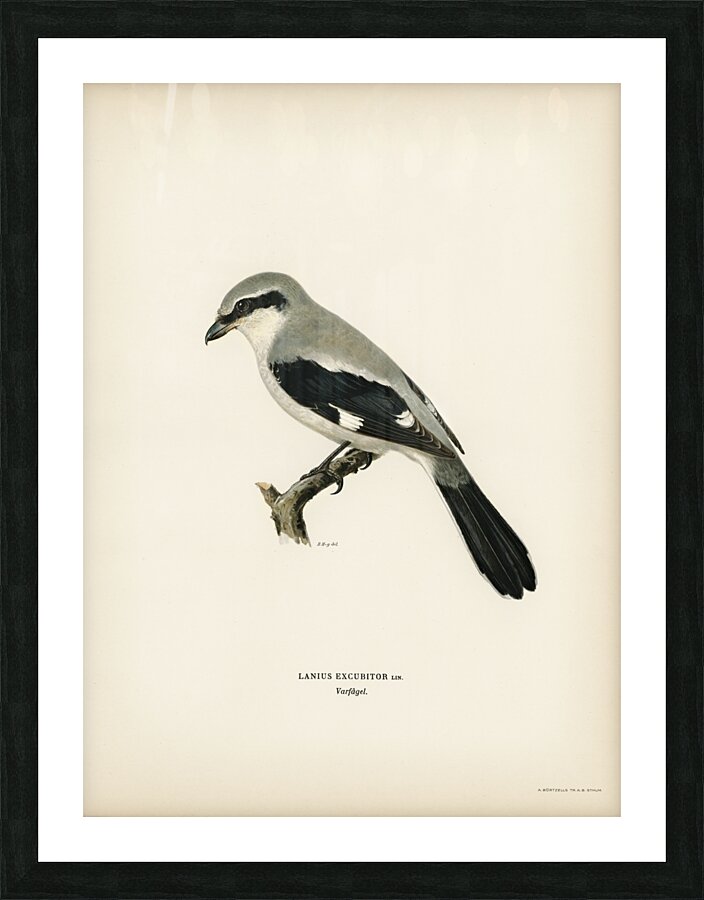 Great Grey Shrike Lanius excubitor Picture Frame print