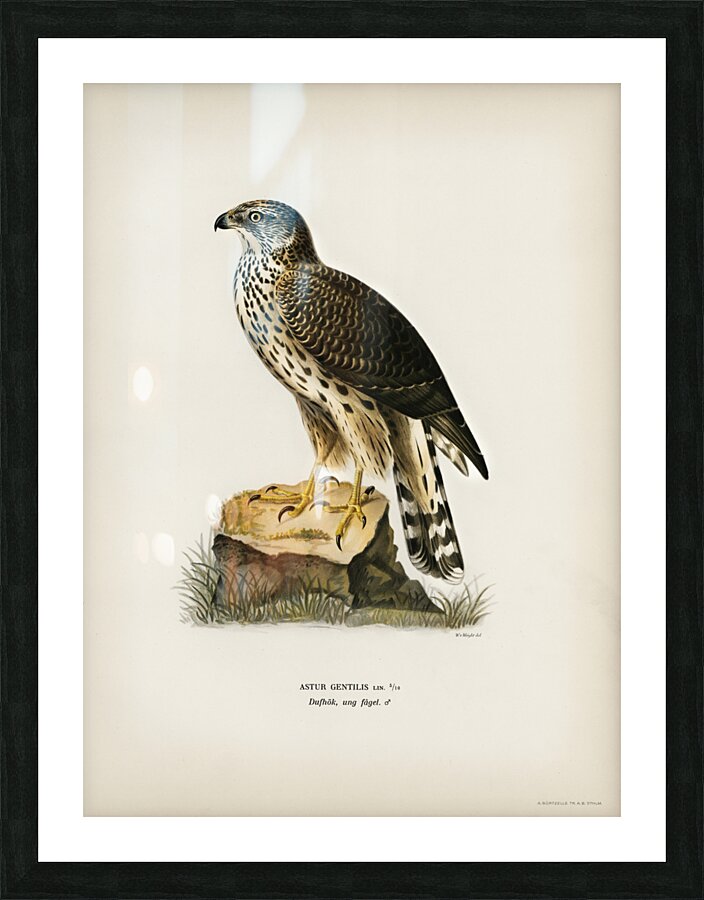 Goshawk Accipiter gentilis Picture Frame print