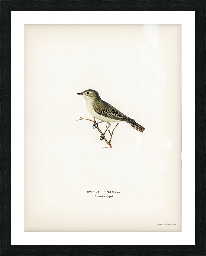 Tree warbler Hypolais hipolais Picture Frame print