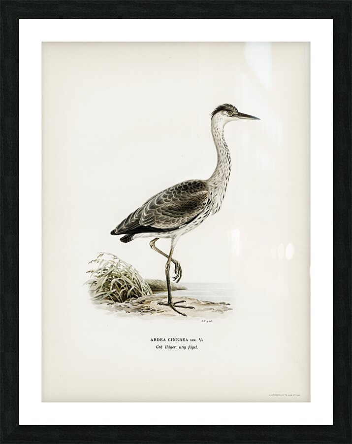Gray heron Ardea cinerea Picture Frame print