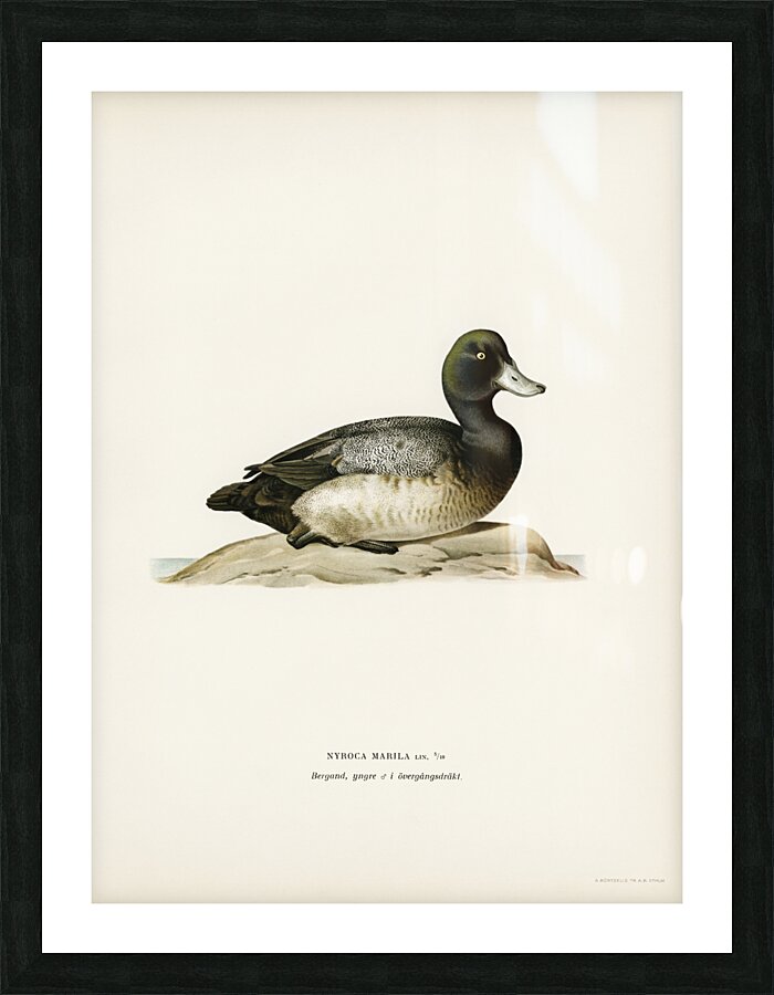 Greater Scaup Scaup female Nyroca marila Picture Frame print