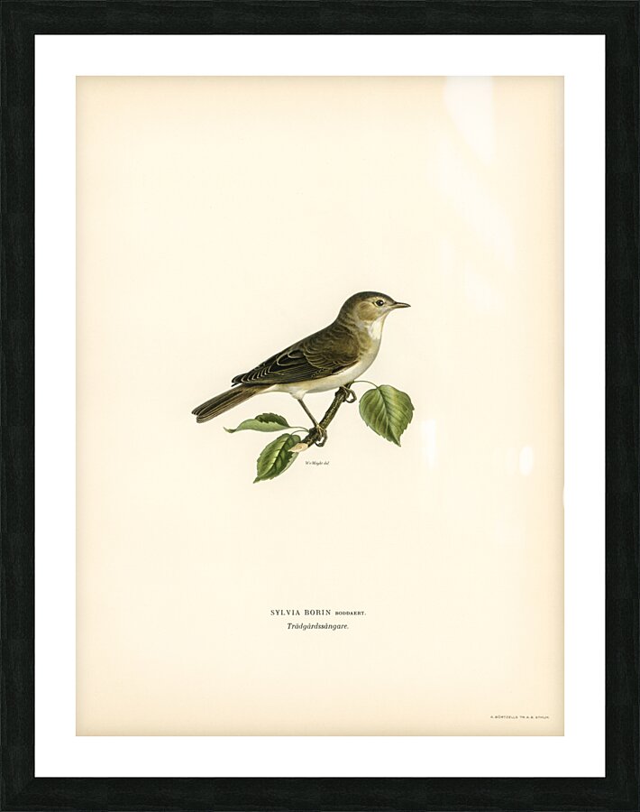 Garden warbler Sylvia borin Picture Frame print