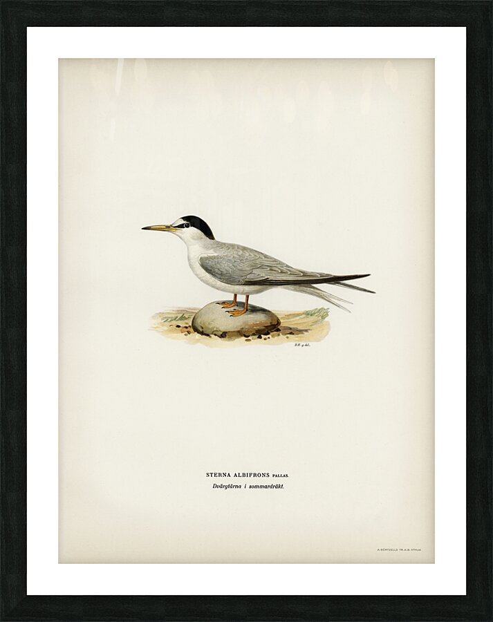 Little tern Sterna albifrons Picture Frame print
