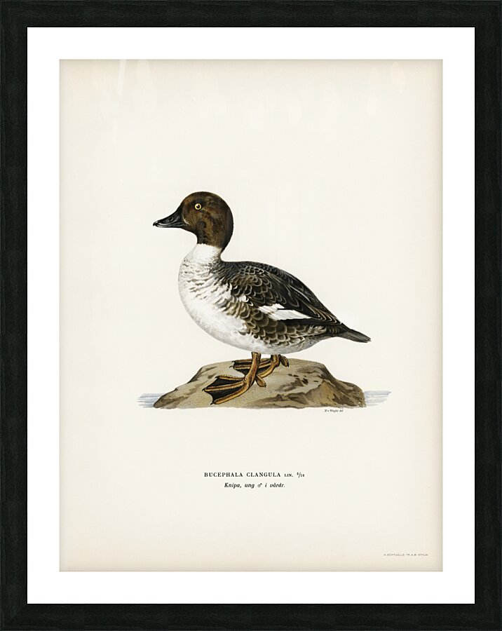 Goldeneye male Bucephala clangula Picture Frame print