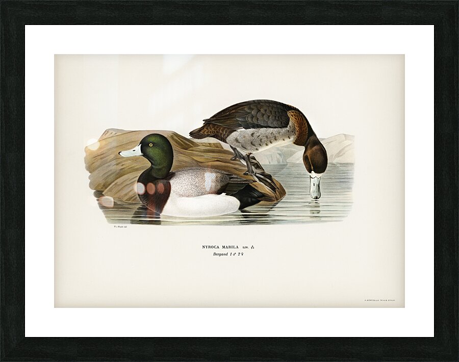 Greater Scaup Scaup Nyroca marila Picture Frame print