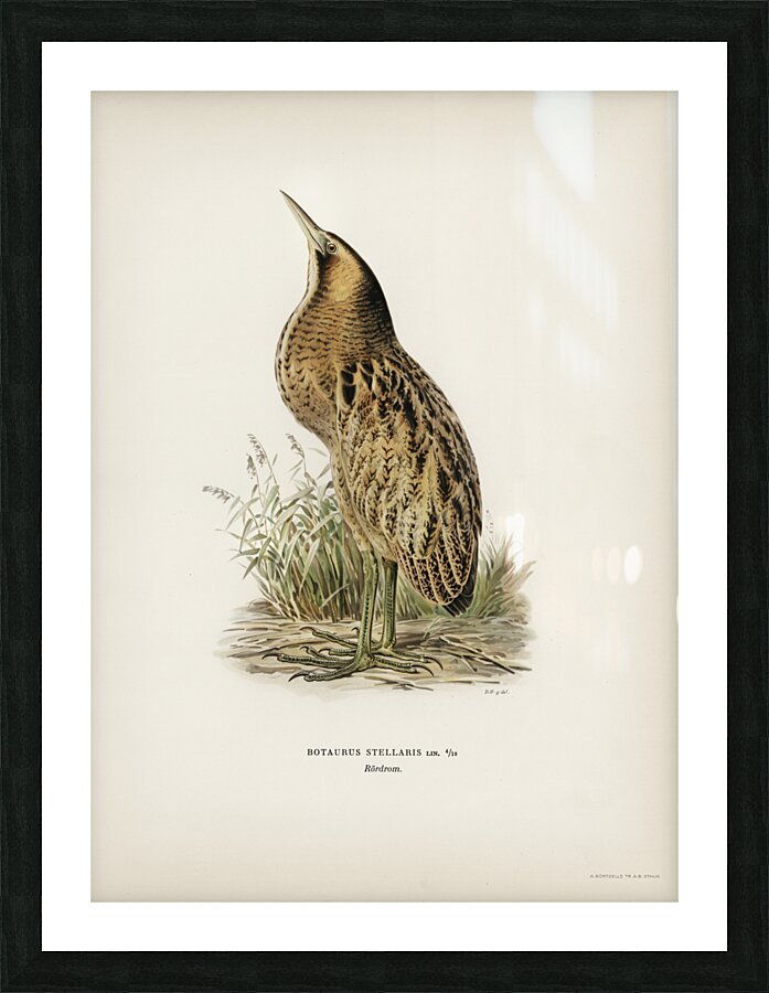 Bittern Botaurus stellaris Picture Frame print