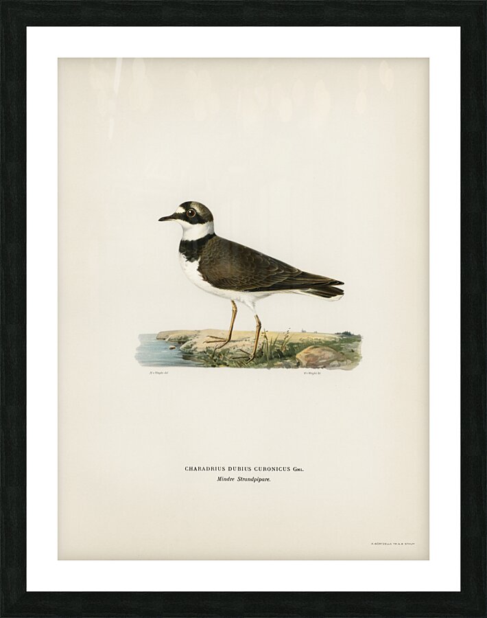 Little Ringed Plover Charadrius dubius Picture Frame print