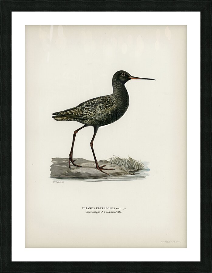 Spotted redshank Totanus erythropus Picture Frame print