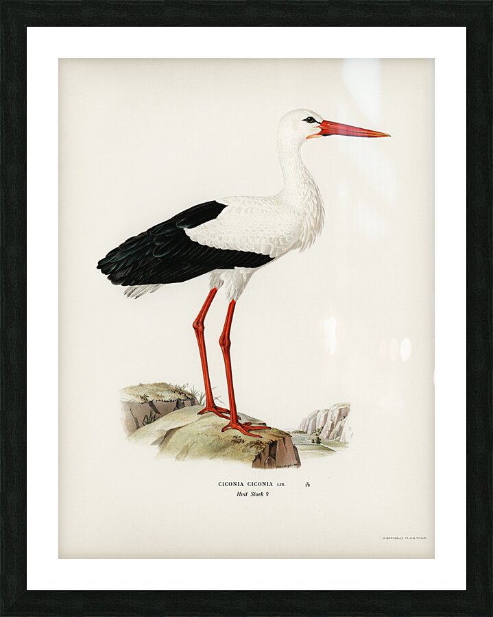 White stork ♀ Ciconia ciconia Picture Frame print