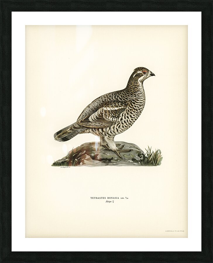 Hazel grouse Tetrastes Bonasia Picture Frame print