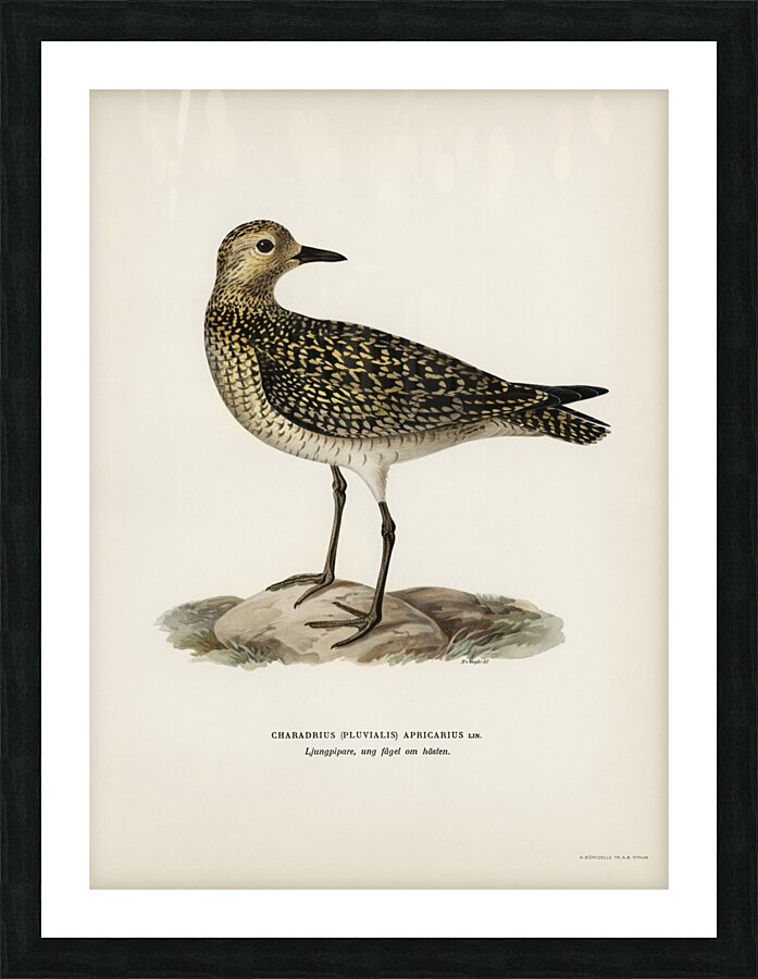 European Golden-Plover charadrius pluvialis apricarius Picture Frame print