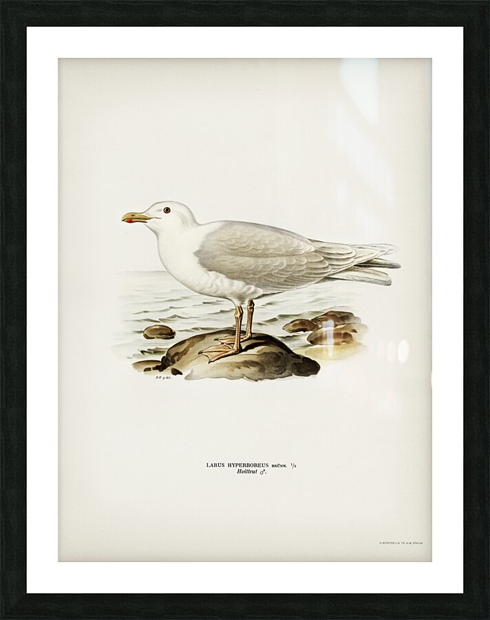 Glaucous gull ♂ Larus hyperboreus Picture Frame print