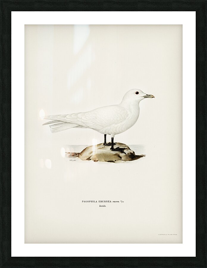 Ivory gull Pagophila eburnea Picture Frame print