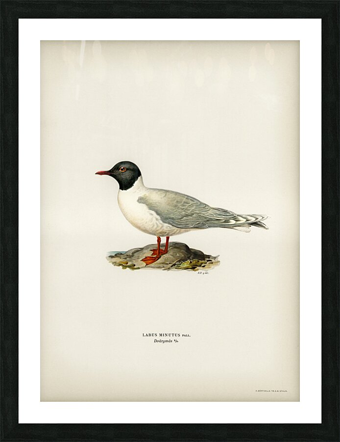 Little gull Larus minutus Picture Frame print