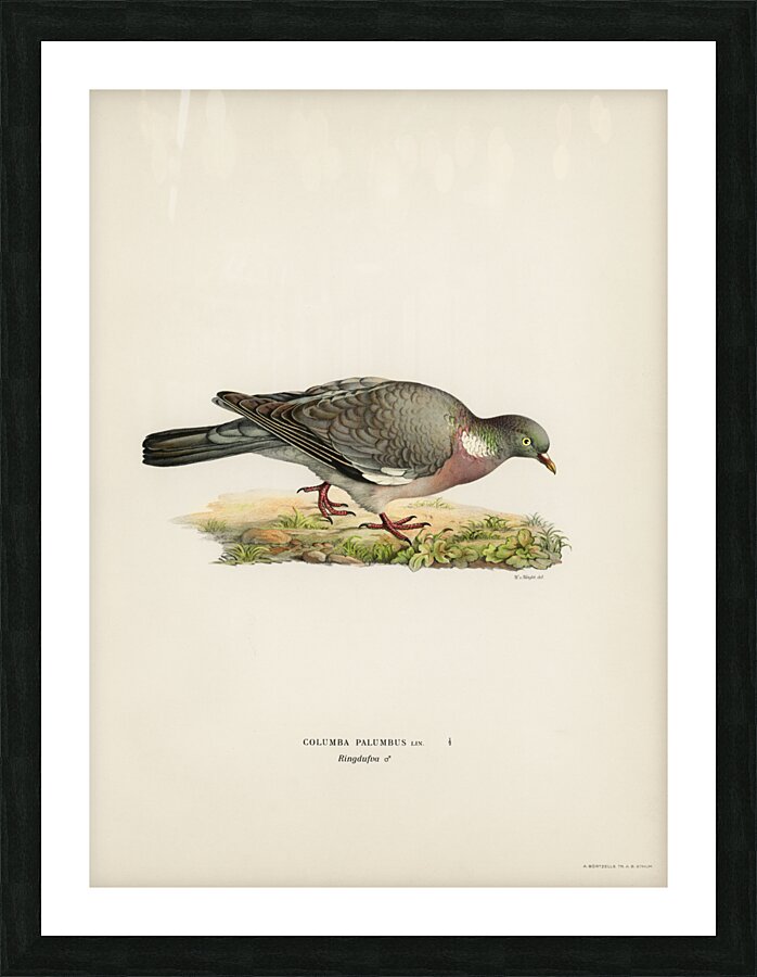 Little gull Larus minutus Picture Frame print