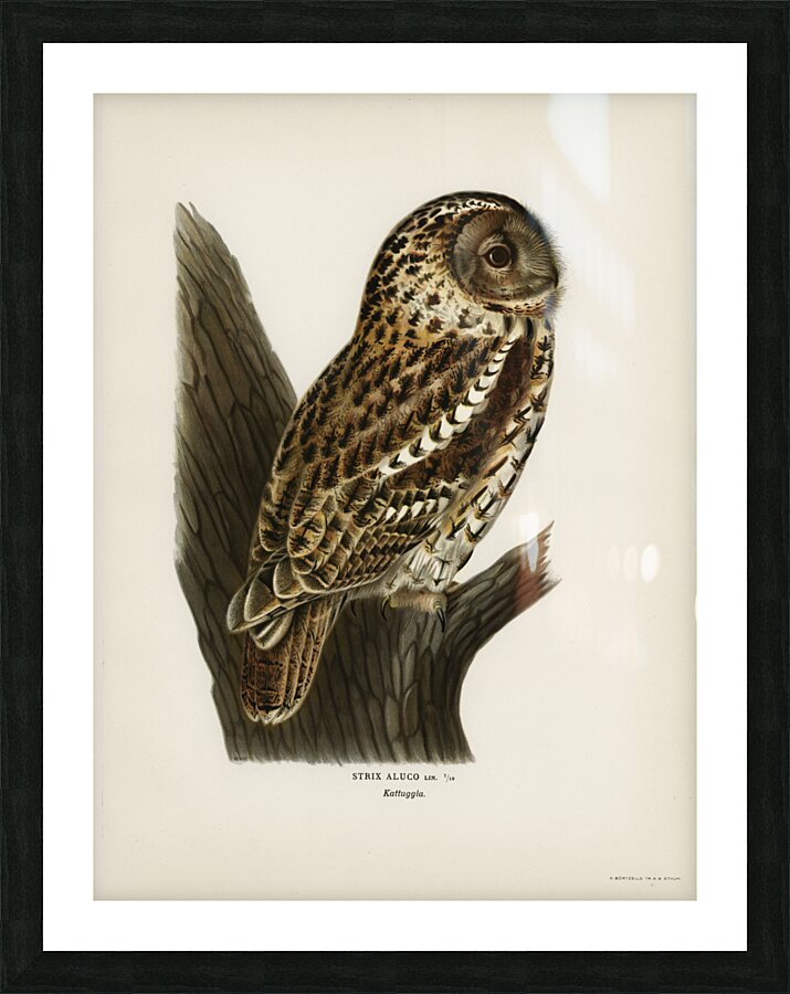 Little gull Larus minutus Picture Frame print