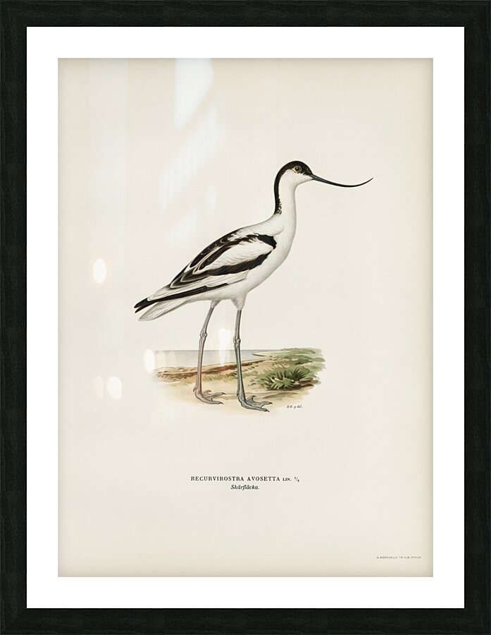 Pied avocet Recurvirostra avosetta Picture Frame print
