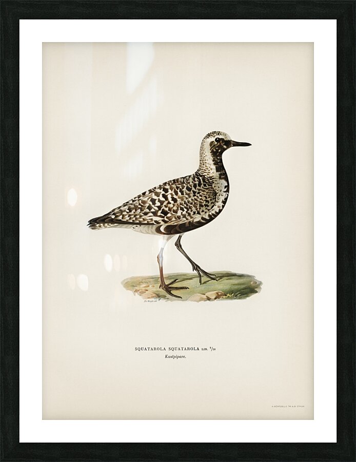 Grey plover Squatarola squatarola Picture Frame print