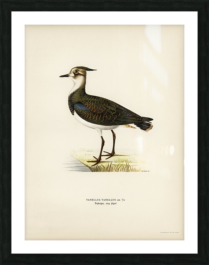 Nortnern lapwing vanellus vanellus Picture Frame print