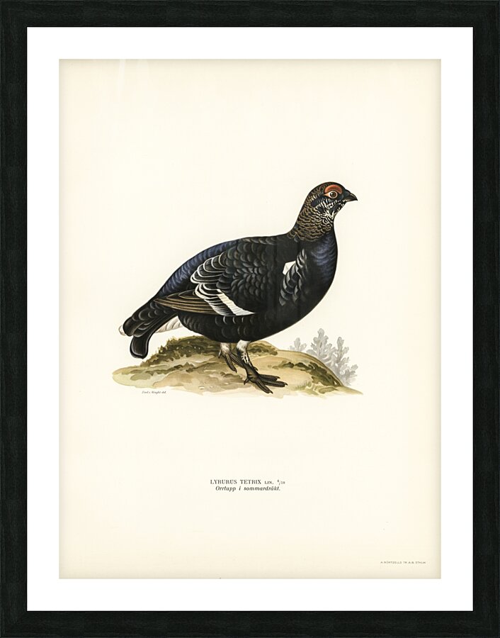 Black grouse Lyrurus Tetrix Picture Frame print