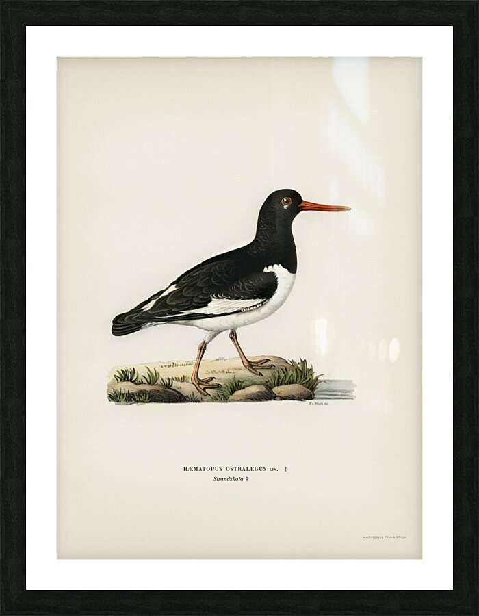 Eurasian oystercatcher ♀ Haematopus ostralegus Picture Frame print