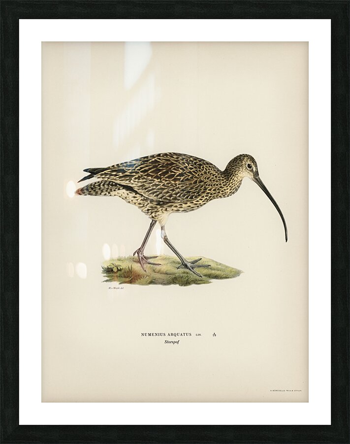 Eurasian curlew numenius arquatusf Picture Frame print
