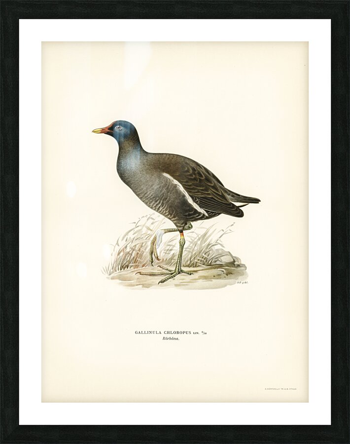 Common moorhen gallinula chloropus Picture Frame print