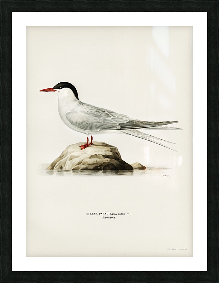 Arctic tern Sterna paradisaea Picture Frame print