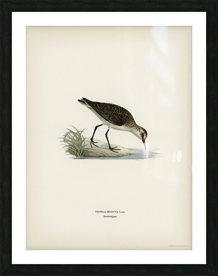 Little stint tringa minuta Picture Frame print