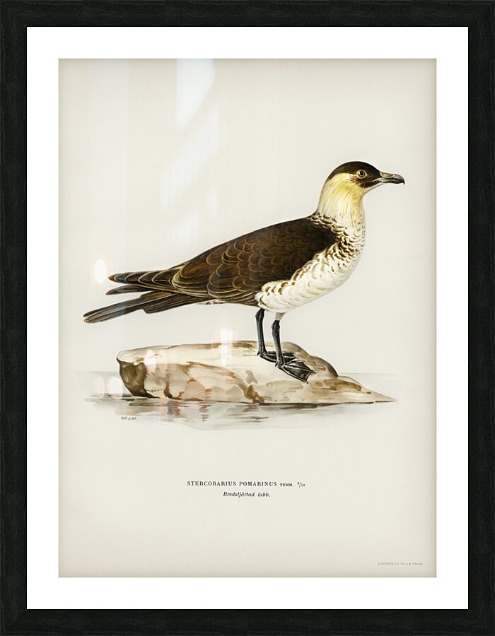 Pomarine jaeger Stercorarius pomarinus Picture Frame print