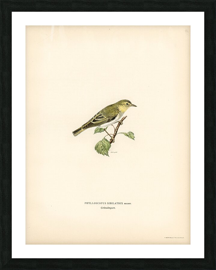 Wood Warbler Phylloscopus sibilatrix Picture Frame print