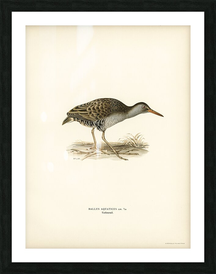 Water rail Rallus aquaticus Picture Frame print