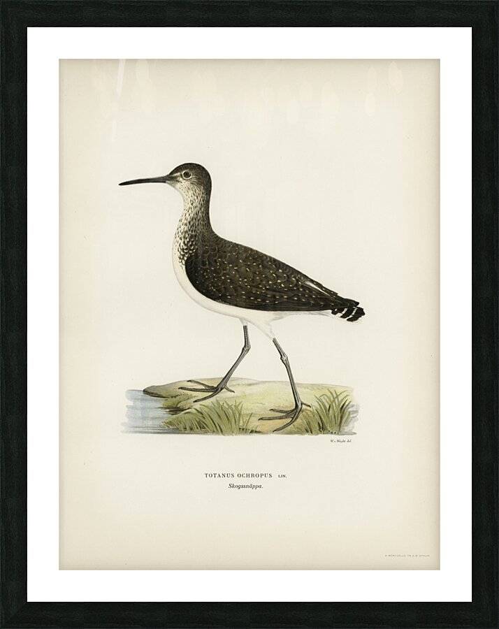 Green Sandpiper Totanus ochropus Picture Frame print