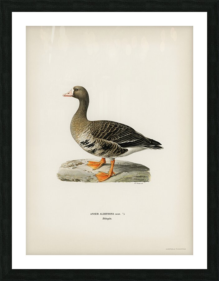 Greater White-fronted Goose Anser albifrons Picture Frame print