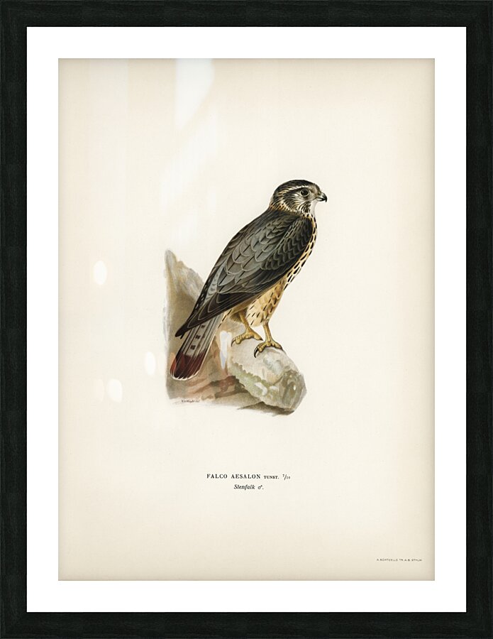 Merlin male Falco aesalon Picture Frame print