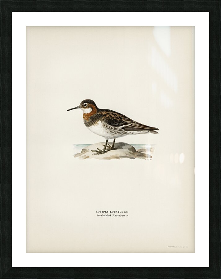 Red-necked Phalarope lobipes lobatus Picture Frame print
