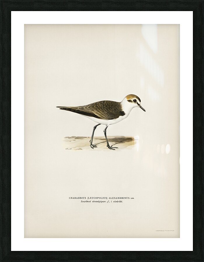Kentish Plover charadrius alexandrinus ♂ Picture Frame print