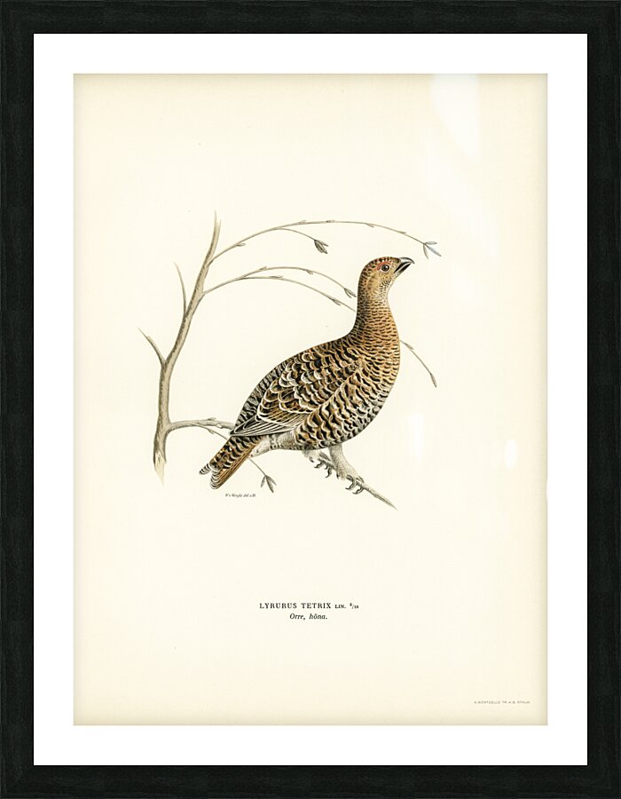 Black grouse Lyrurus tetrix Picture Frame print
