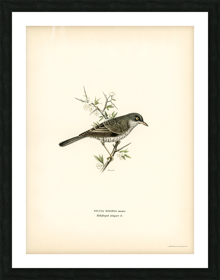 Barred warbler ♂ Sylvia nisoria Picture Frame print