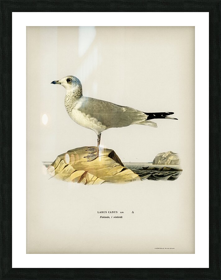 Common gull Larus canus Picture Frame print