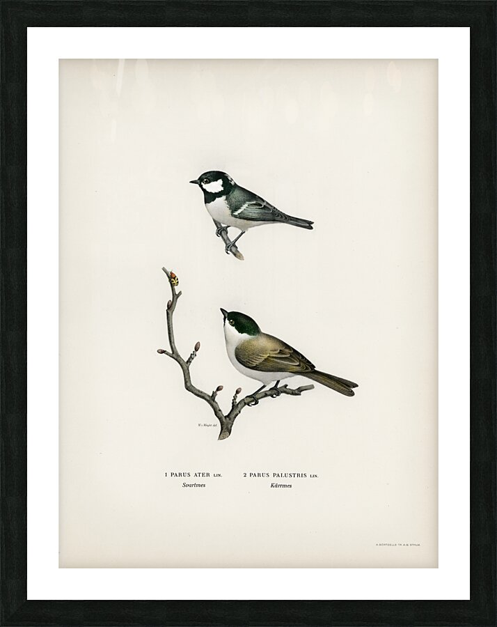 Coal Tit Parus Ater and Marsh Tit Parus Palustris Picture Frame print