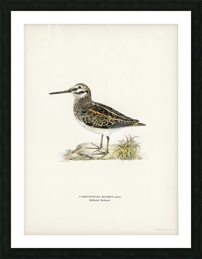 Jack snipe Lymnocryptes minimus Picture Frame print