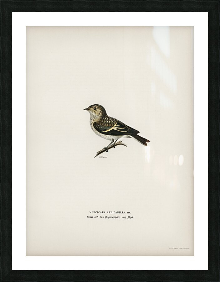 Pied Flycatcher Muscicapa atricapilla Picture Frame print