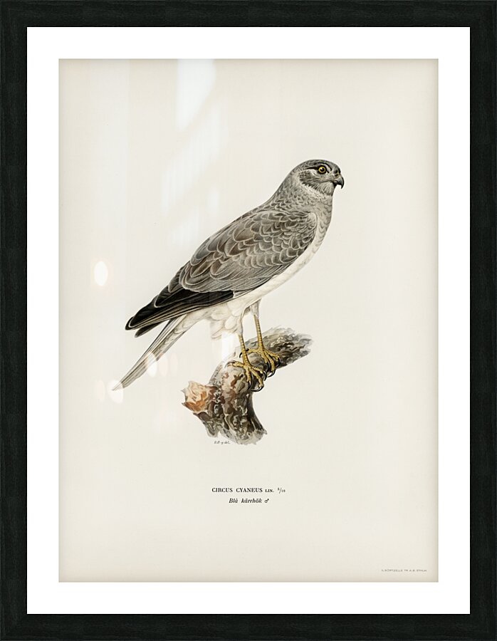 Hen Harrier male Circus cyaneus Picture Frame print