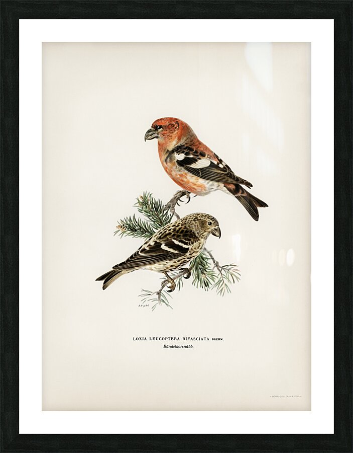 Two-barred crossbill Loxia leucoptera bifasciata Picture Frame print