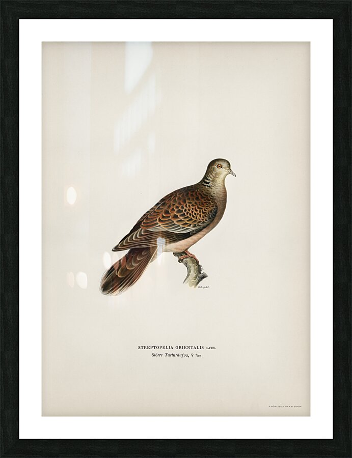 Oriental turtle dove ♀ Streptopelia orientalis Picture Frame print