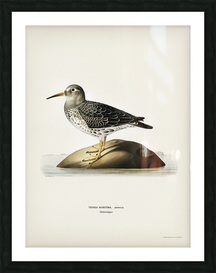 Purple Sandpiper tringa maritima Picture Frame print