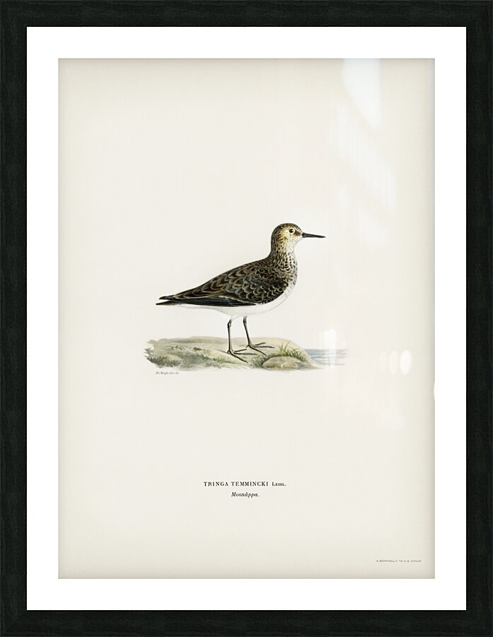 Temminck&39s Stint tringa temminckii Picture Frame print