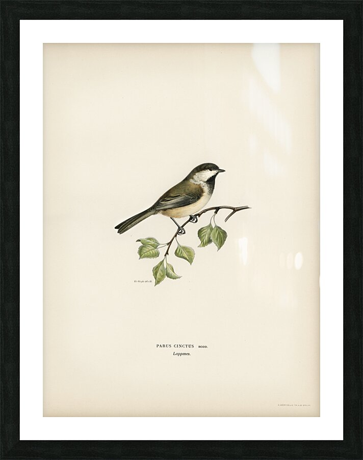 Temminck&39s Stint tringa temminckii Picture Frame print